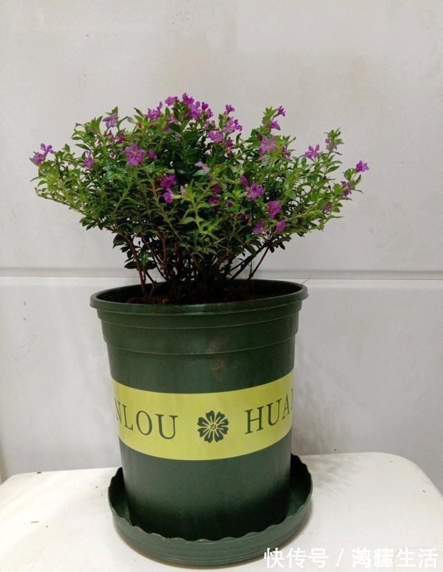 一款很耐热的盆栽花，适合夏天种，终年常绿，四季开花，值得入手