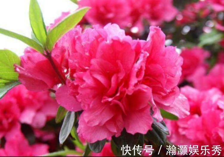 4种花是花中劳模,一年四季开花不断,花大色艳很漂亮,谁养谁爱