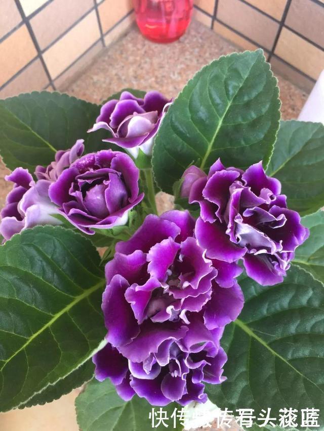 寓意“紫气东来”的5种花,养在家里“年年”都能开,太赞了