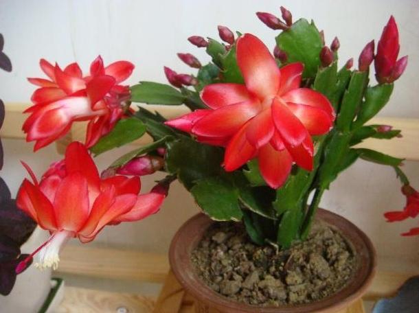 蟹爪兰|秋冬最适合盆栽蟹爪兰,满足3需求,一茬接着一茬往外窜花