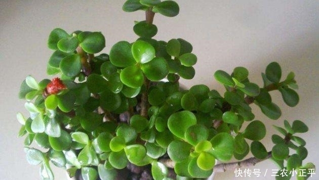 浇水|金枝玉叶这么养, 枝繁叶茂, 四季常绿!