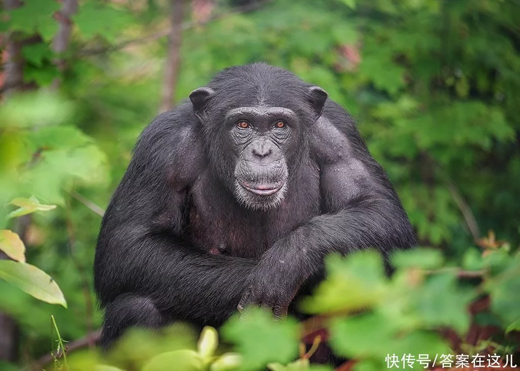 起源于非洲黑猩猩？“狡猾”的艾滋病是如何，被传播到全世界的？