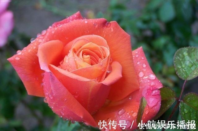 花香|想要钓好鲫鱼，这些鲫鱼喜欢的味道，就都得了解一下