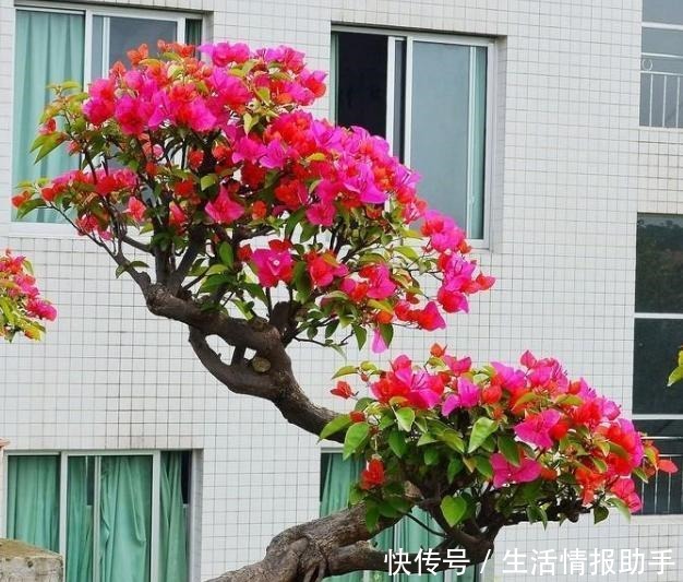 春季三角梅萌芽了,赶紧用点“小手段”,直接冒花芽,无叶开满花!