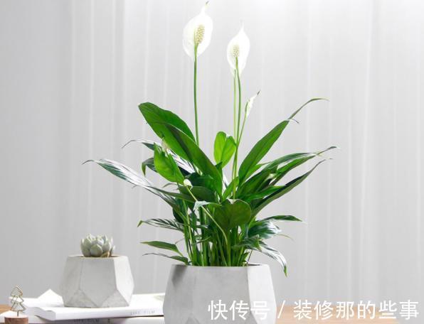 君子兰|适合客厅养的“4种花”，少晒太阳、少浇水，开花越旺“人也旺”