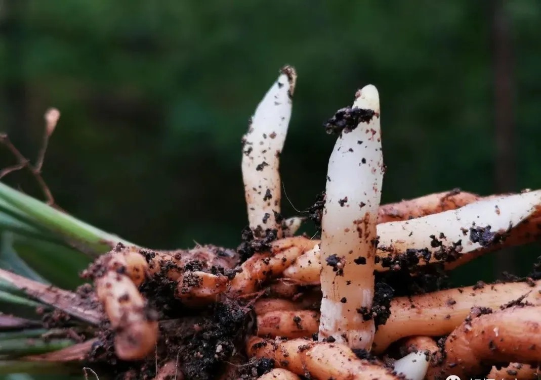 学会使用兰菌,兰花成活率倍增,无论春兰或蕙兰,新手兰友也能懂