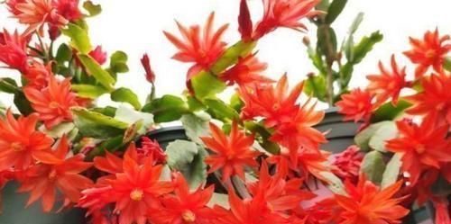 老桩|4种花深受花友喜欢,开花爆盆很简单,四季有花赏,养成小老桩