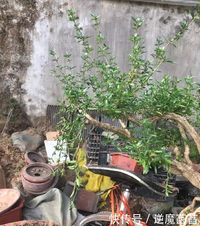 爷爷垃圾堆刨出来棵六月雪，养段时间后美的不像话，邻居羡慕不已