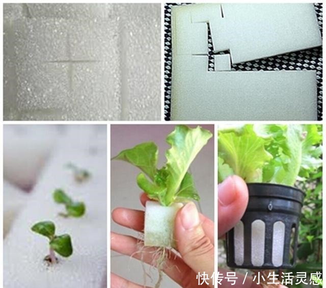 老妈如今在家种菜不用土了!海绵剪剪插蔬菜苗,天天吃菜不花钱!
