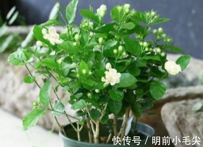 茉莉花|4种“懒人”盆栽花,浇水就疯长,开花漂亮上档次!
