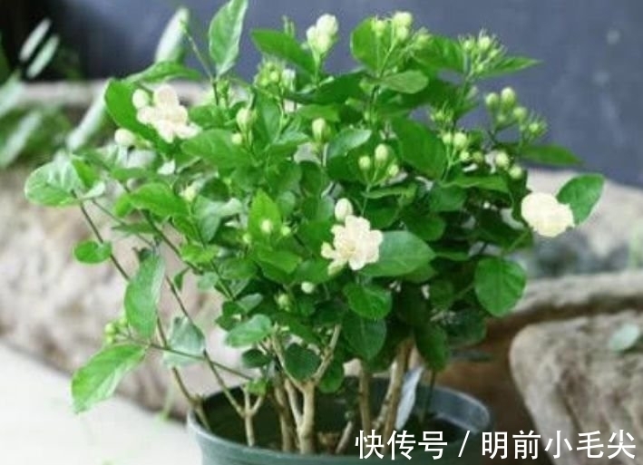 茉莉花|4种“懒人”盆栽花，浇水就疯长，开花漂亮上档次！