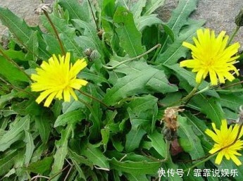 不宜食用|蒲公英泡水百利但有3害,很多人不清楚,现在清楚还不晚,了解下