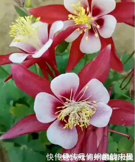 名字|被名字耽误的“三种花”,颜值高又皮实,放角落也能自己长