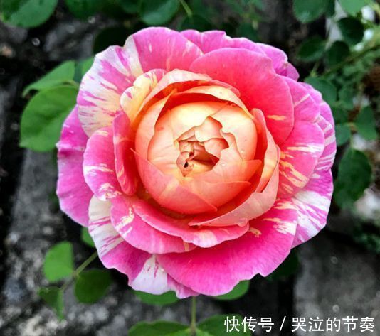 从4月24日开始,家养此款花卉,花色繁多易爆盆,好养开花漂亮