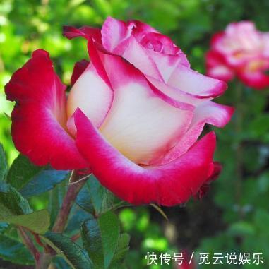 农村|这种花在农村到处都是，却是有钱人最爱养的盆栽，不仅招财还养人