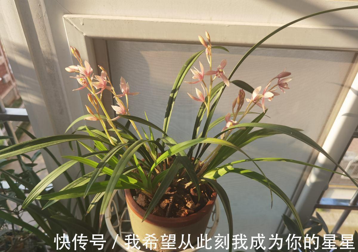 春兰|兰花的四个“大误区”,看似有道理,实则很陷阱,别被人忽悠了