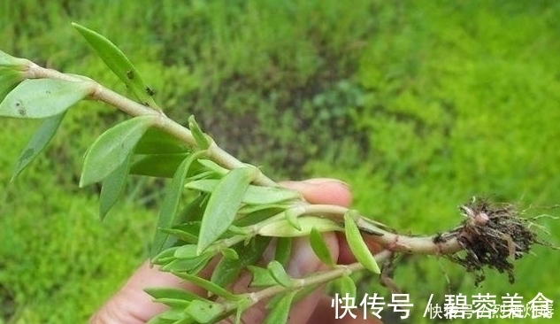 赵学敏|它是如此的珍贵,若长在你家路旁,赶紧移栽家中,小心被别人挖走