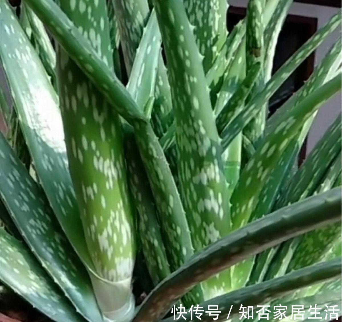9种盆栽“耐阴王”,不见太阳也长得旺,养在家里超有范