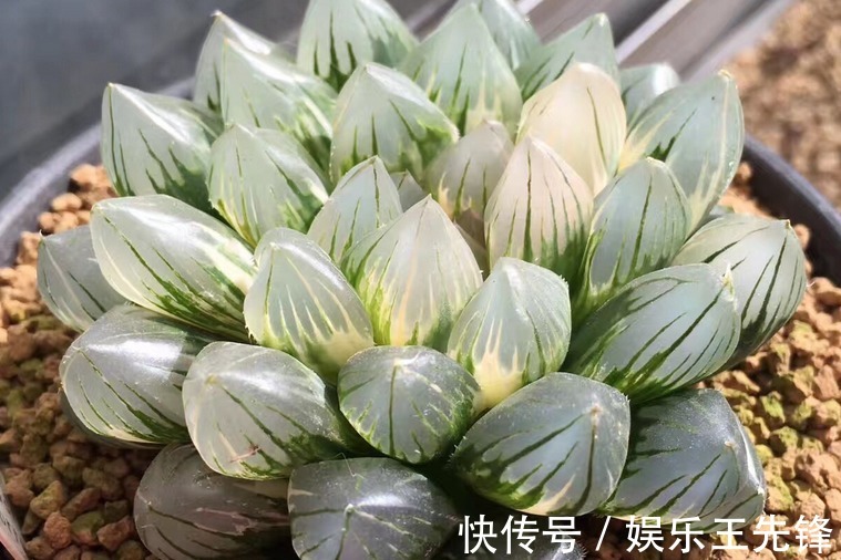 徒长|多肉玉露徒长叶子松散?多注意这4点,株型紧凑更具美感