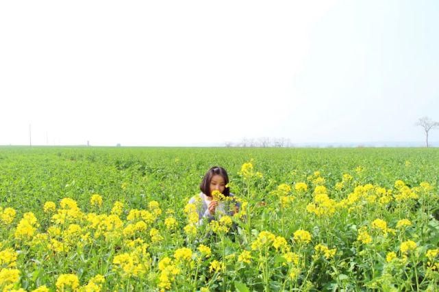 武功油菜万顷，何必跨山越岭！