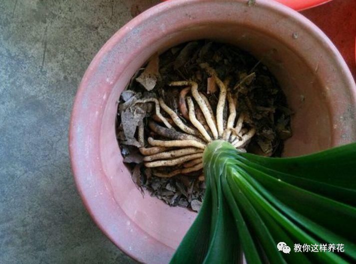 老花匠：扔4种“东西”，就是扔钱，比花肥还好用，不花钱！