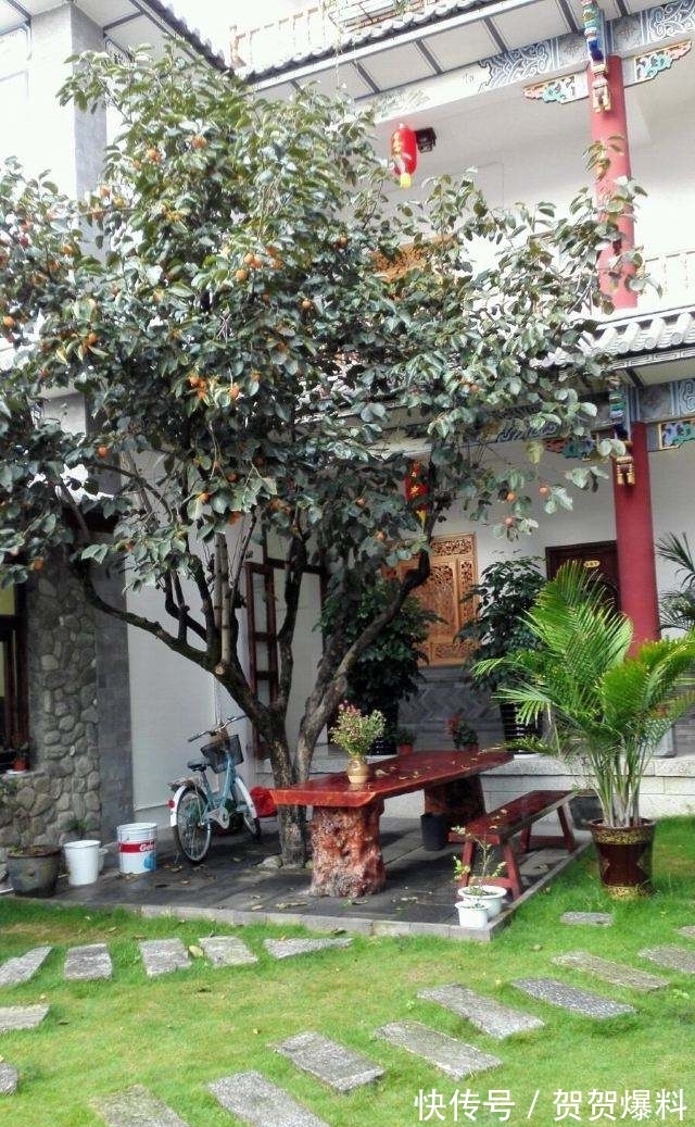 家有五树,儿孙都富!有院子建议栽5种树,看花,收果,寓意吉利