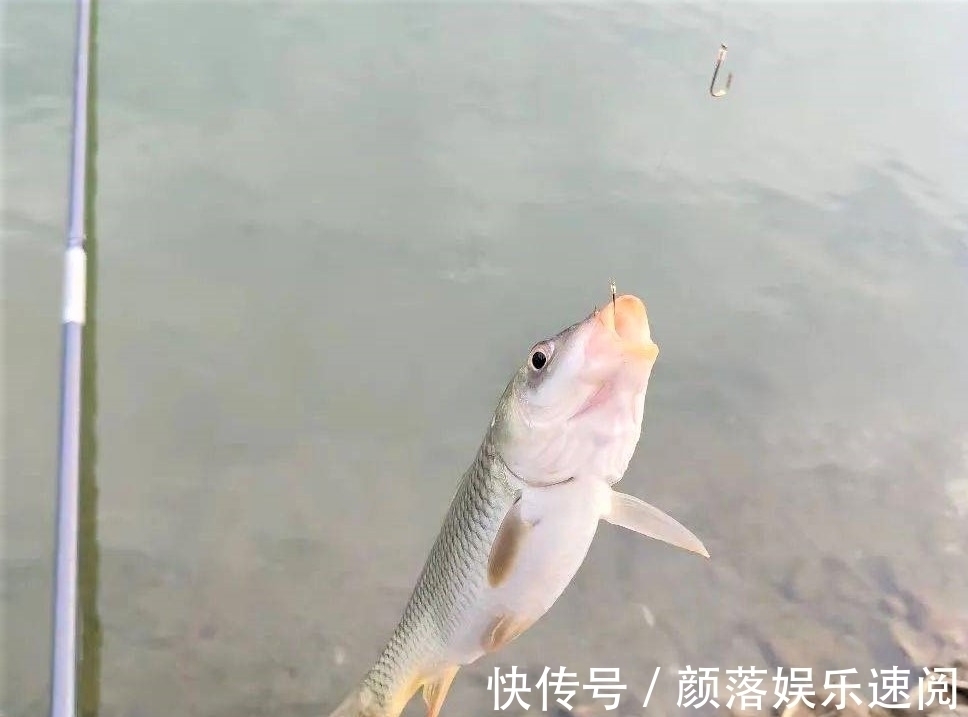 为什么现在很少有人使用伊势尼鱼钩钓鱼?