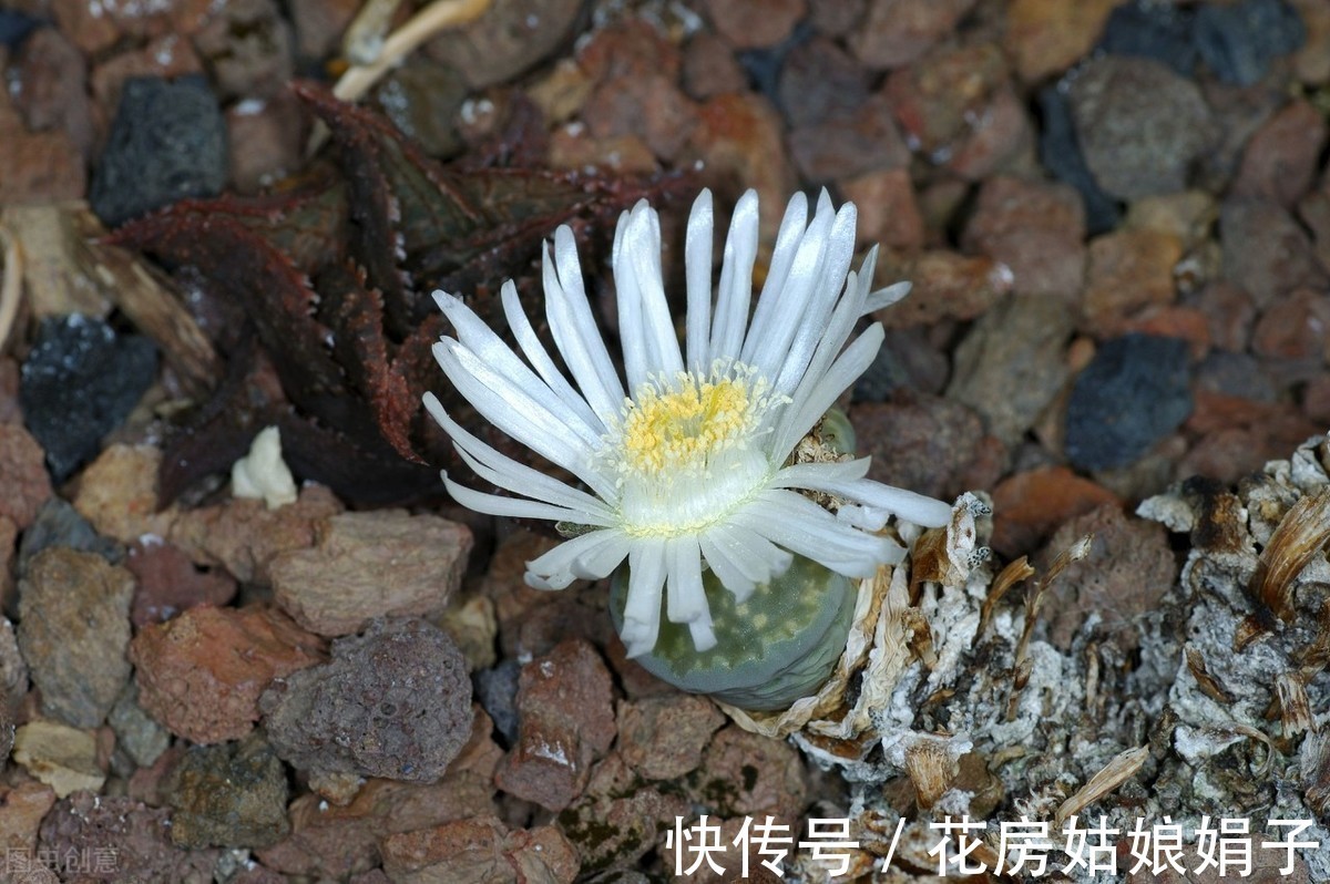 给水|生石花的3个生存实验,证实只要做好这几步,养出彩就这么简单