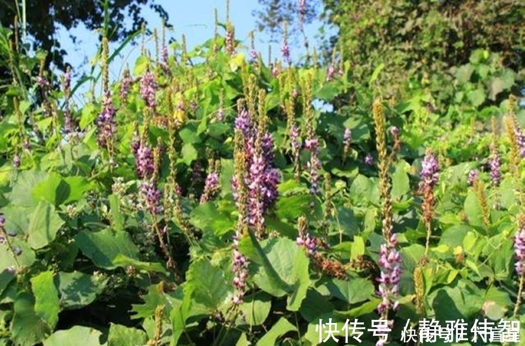 野葛|农村这种野草,有很好的润肠通便功效,如今加工成粉要80元一斤