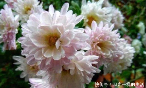 花色|喜欢牡丹，不妨试试“高端玫瑰”卡罗拉，花开红艳似火，美艳优雅