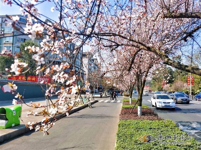 中年|春暖花开！乐山这些街道的紫叶李盛放啦