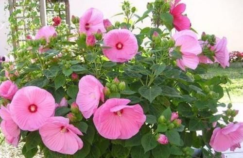  种超香|4种超香的盆栽花，仙气十足，浓香四溢，四季都开花，很值得栽种