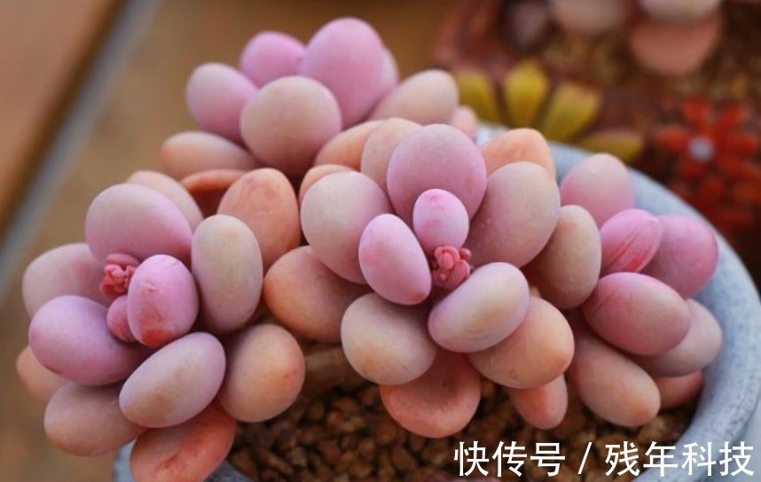 七款适合女生的多肉植物,便宜皮实好养护,易出状态颜值高