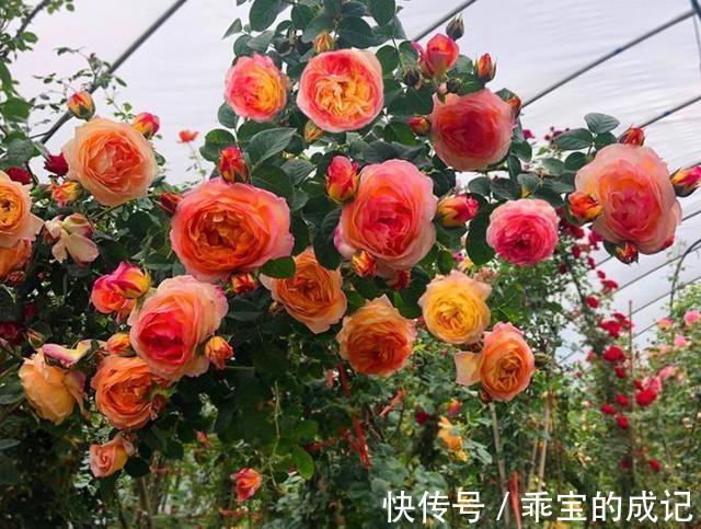 詹森|农历十一月大雪过后，养什么花？家里养3种花，身体健康幸福美好