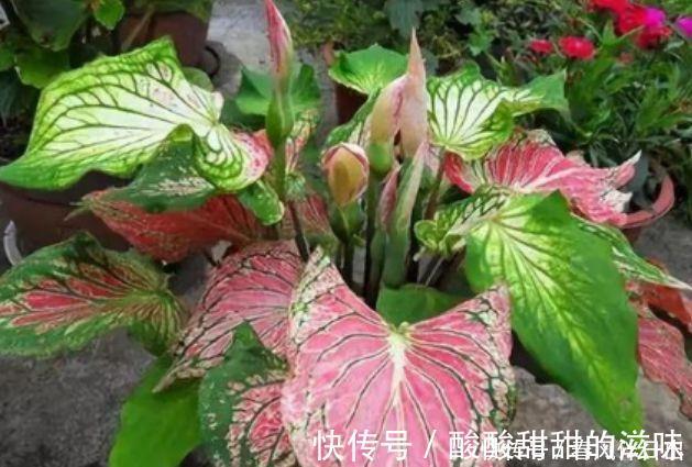 爆盆|4种花养了就爆盆，好养又漂亮，沾土就活，家里养一盆，事业兴旺