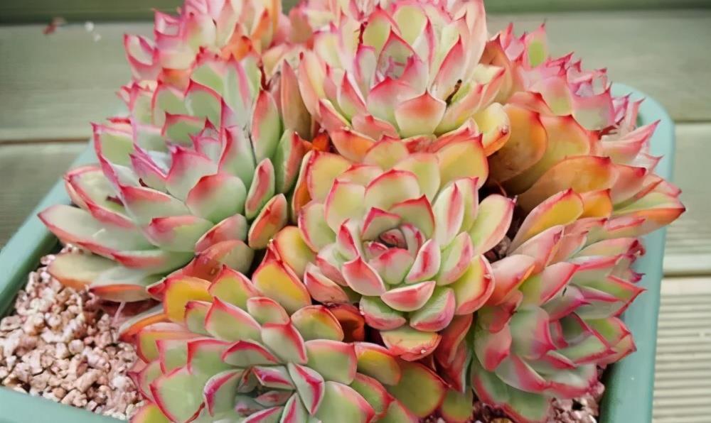 叶子|3种耐晒耐热的多肉，7月也能生机勃勃，高温天气长势旺、易度夏