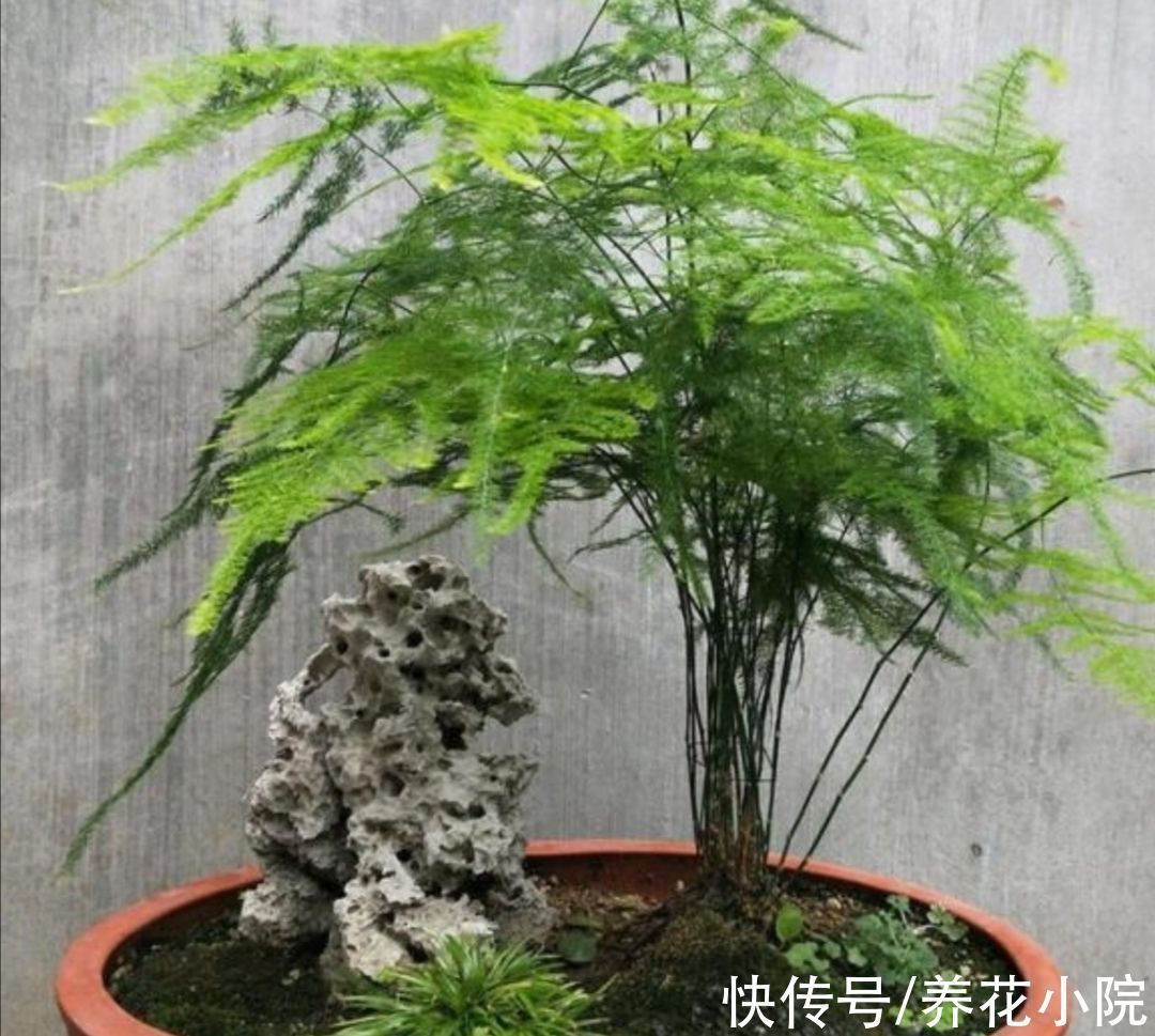 5种常见的“花卉植物”,总是出现烂根,原来问题出在浇水上