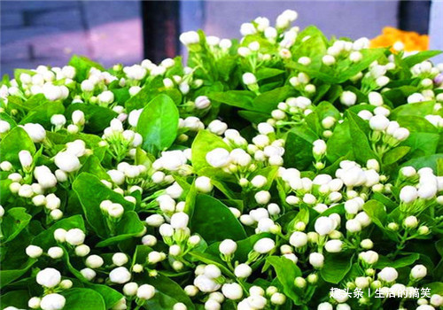 荠菜|冬天女性可以坚持吃4种食物,排出毒素,滋阴降火,滋养女性子宫