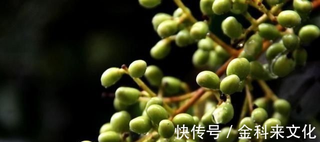 亚健康|此物滋养肝肾、充盛精血,退阴虚之火,生发黑发、明目,平血之压