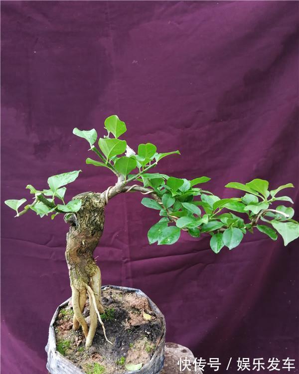 造型|4种“便宜花”，多修剪少浇水，养成高价盆景，价格翻倍