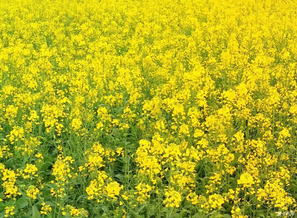 浙江|爱在山花烂漫时