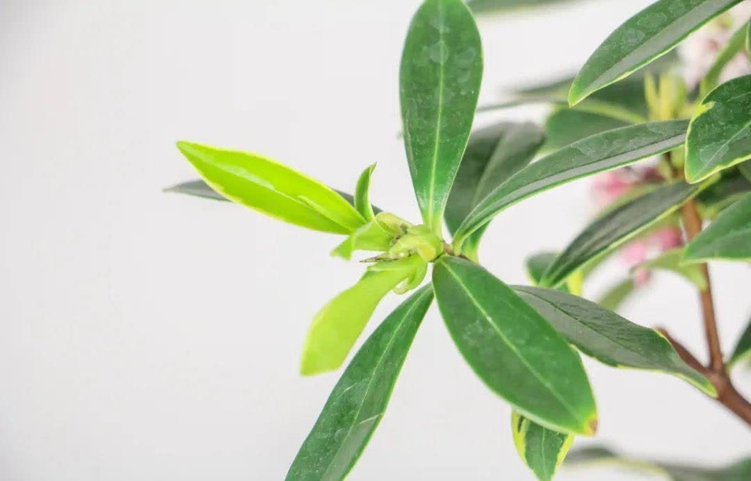 蝴蝶兰开花不是一次性,花后剪一剪,还能继续开花