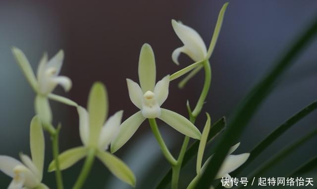 铁骨系列|适合新手养的兰花,价格便宜,好养易成活,多季开花,芳香四溢