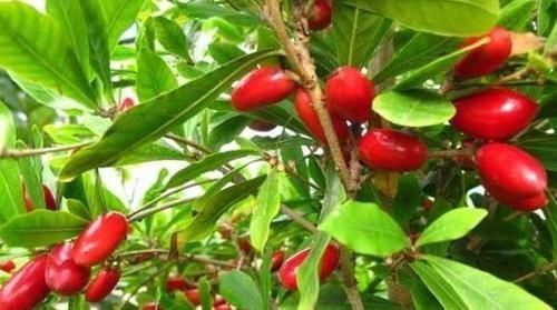 农村此种野果,老人食了降三高,女性食了排毒