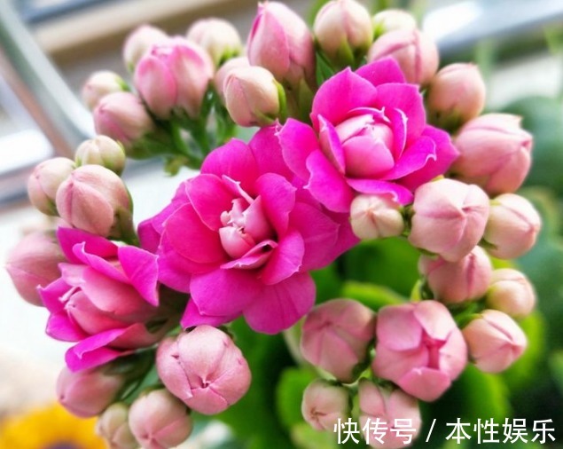 长寿花开不好来点“极限操作”,瞬间“爆盆”,年年花开到疯狂