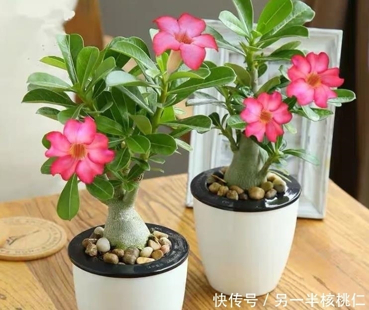 玉树|多肉植物也好看，4种多肉美观大气，不输观花植物