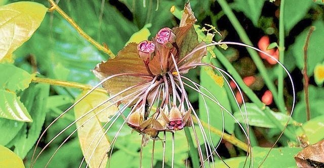 长在河边无人识，根却极为珍贵，人称“水三七”，别忽视