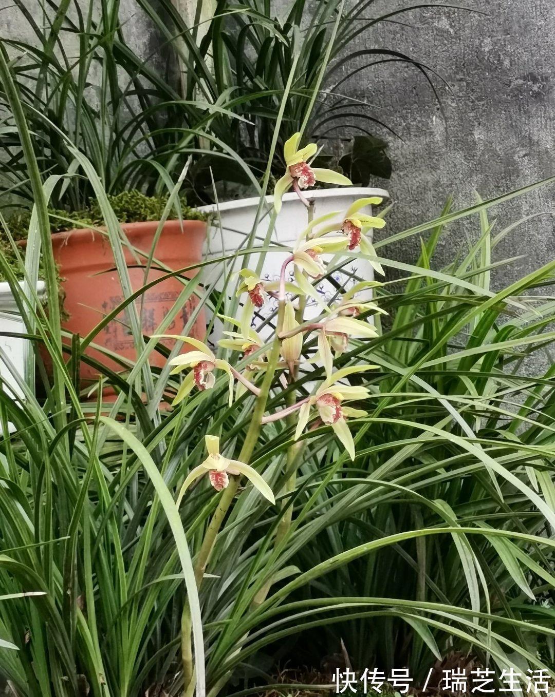 兰花释放三个求救信号,赶紧翻盆,动作慢“有隐患”容易收空盆
