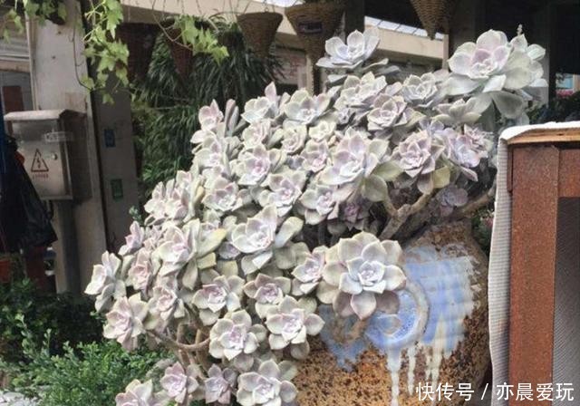 普货|公认漂亮好养的10种普货多肉,紫乐上榜桃蛋失冠,排在第一竟是它