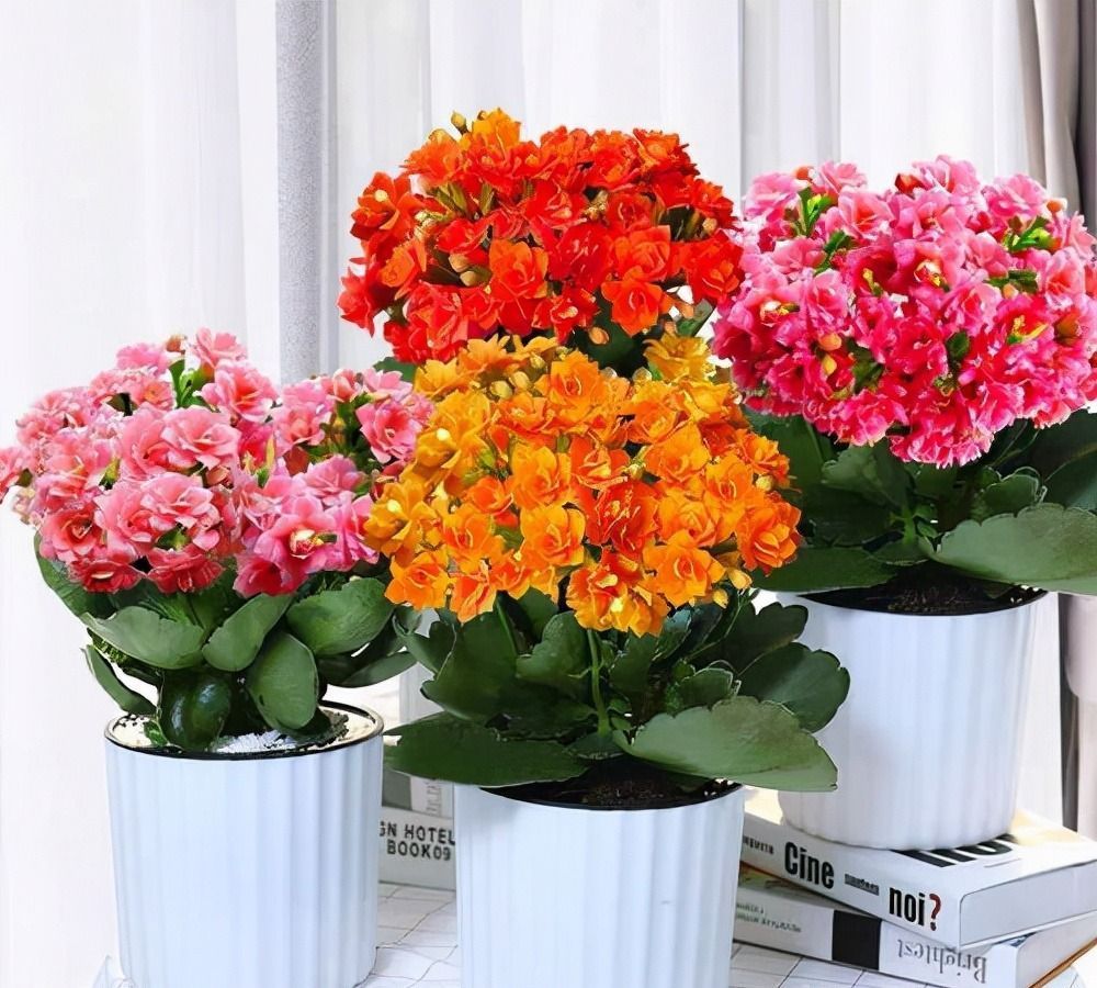 几种花卉养护有技巧,天冷要干养,过冬才能更容易